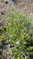 Chrysothamnus viscidiflorus puberulus