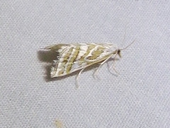 Leptosteges parthenialis
