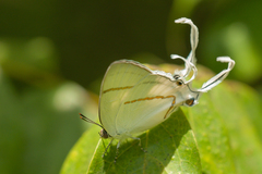 Hypolycaena anara