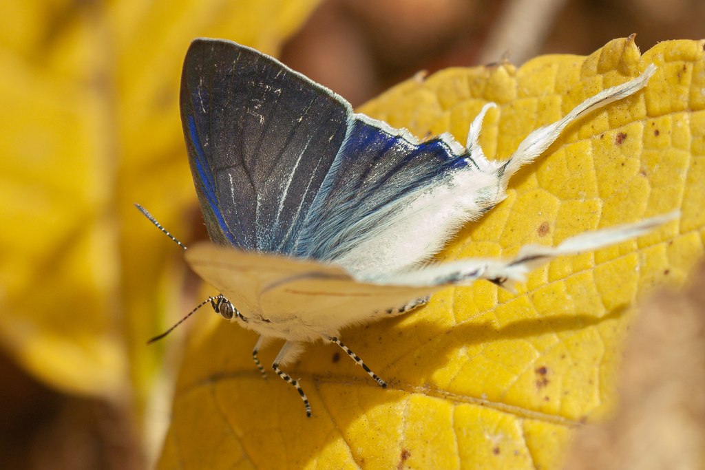 Savannah Fairy Hairstreak