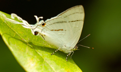 Hypolycaena anara