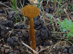 Battarrea phalloides
