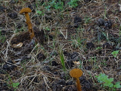 Battarrea phalloides