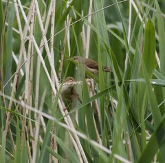Acrocephalus scirpaceus