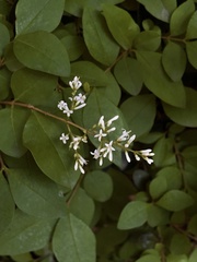 Ligustrum × vicaryi