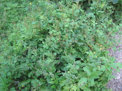 Geum urbanum