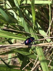 Platycorynus undatus