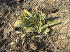 Helichrysum pallidum