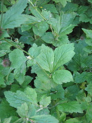 Geum urbanum