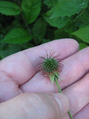 Geum urbanum
