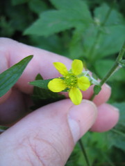 Geum urbanum
