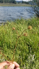 Geum macrophyllum perincisum