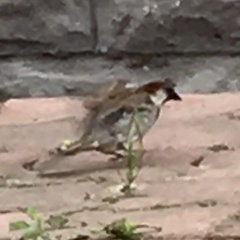 Passer domesticus