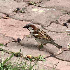 Passer domesticus