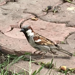 Passer domesticus