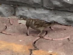 Passer domesticus