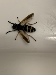 Temnostoma bombylans