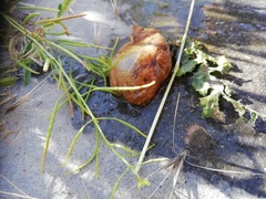 Euthyneura