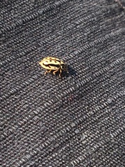 Anisosticta bitriangularis