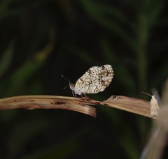 Phyciodes graphica