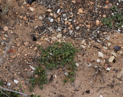 Limeum telephioides telephioides