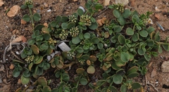 Limeum telephioides telephioides