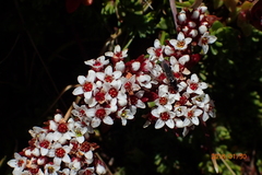 Crassula natalensis image