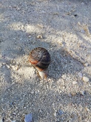 Eobania vermiculata