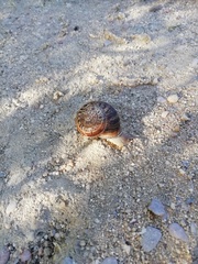 Eobania vermiculata