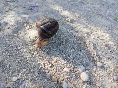 Eobania vermiculata