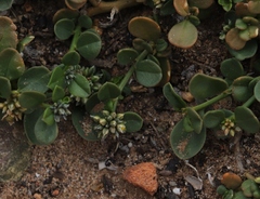 Limeum telephioides telephioides