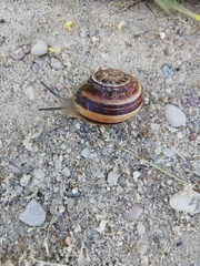 Eobania vermiculata