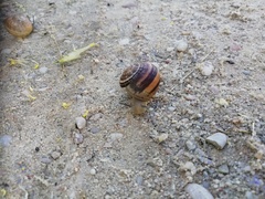 Eobania vermiculata