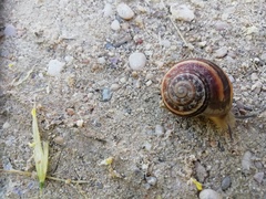 Eobania vermiculata