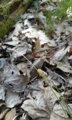 Carex pensylvanica