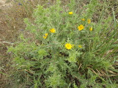 Orobanche calendulae