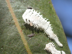Eucalyptolyma maideni