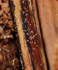 Hispidula dicksoniae