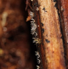 Hispidula dicksoniae