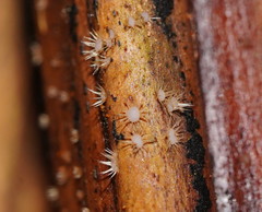 Hispidula dicksoniae