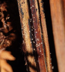 Hispidula dicksoniae