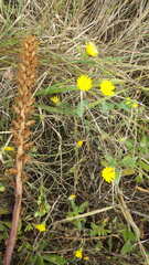 Orobanche calendulae