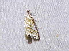 Leptosteges parthenialis