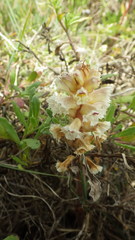 Orobanche calendulae