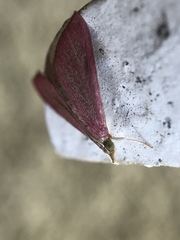 Pyrausta inornatalis