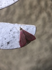 Pyrausta inornatalis