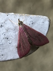 Pyrausta inornatalis