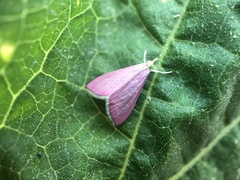 Pyrausta inornatalis