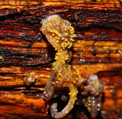 Neobarya agaricicola