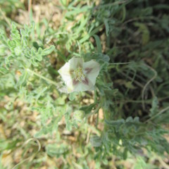 Chamaesaracha coniodes